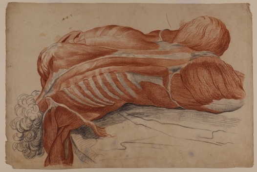 Tomasso Pillori (1750-1824). Apunte anatómico directo del cadáver, c. 1780. Colección Juan Bordes. 